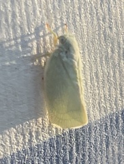 Flatormenis proxima