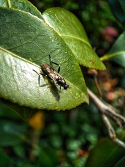 Exaireta spinigera