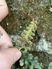 Asplenium pinnatifidum