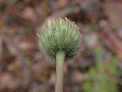 Erigeron compositus