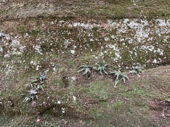 Asplenium pinnatifidum