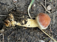 Hypholoma