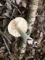 Entoloma abortivum