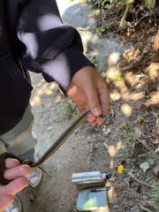 Thamnophis elegans terrestris