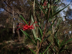 Grevillea oleoides