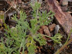 Erigeron compositus