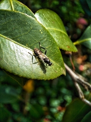Exaireta spinigera