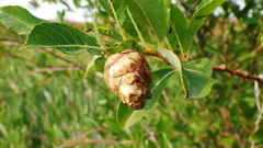 Rabdophaga salicisgnaphalioides