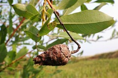 Rabdophaga salicisgnaphalioides