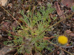 Erigeron compositus