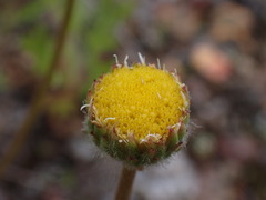Erigeron compositus