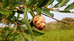 Rabdophaga salicisgnaphalioides