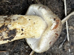 Hypholoma