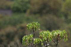 Pittocaulon praecox