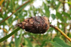 Rabdophaga salicisgnaphalioides