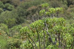 Pittocaulon praecox