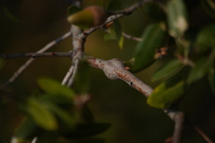 Callirhytis quercussuttoni