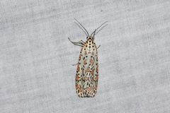 Utetheisa pulchelloides