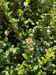 Bombus vancouverensis