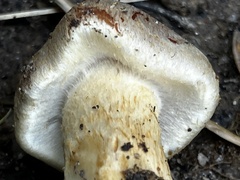 Hypholoma