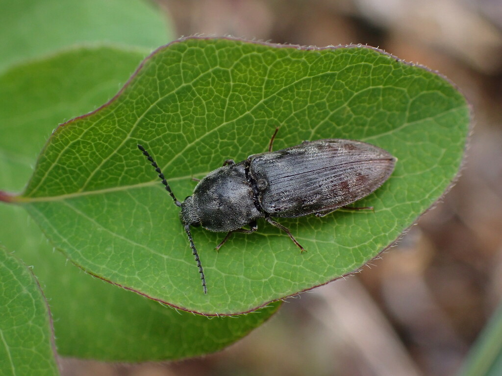 Destitute Click Beetle