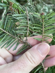Abies balsamea
