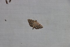 Lygropia rivulalis