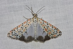 Utetheisa pulchelloides