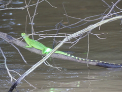 Basiliscus plumifrons