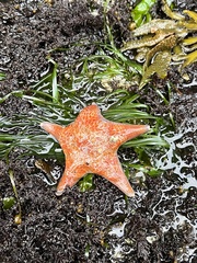 Dermasterias imbricata