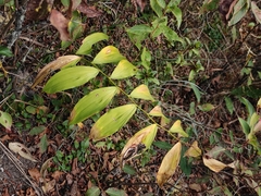 Polygonatum