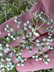 Eupatorium serotinum