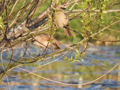Agelaioides badius