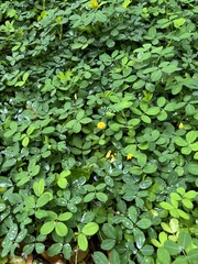 Arachis repens
