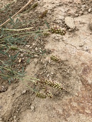 Dalea candida