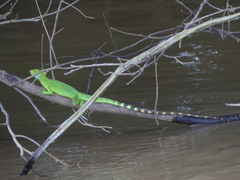 Basiliscus plumifrons