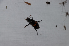 Nicrophorus orbicollis