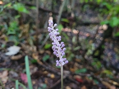 Liriope muscari