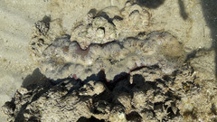 Stichodactyla gigantea