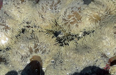 Stichodactyla gigantea