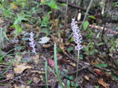 Liriope muscari