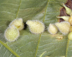 Caryomyia persicoides