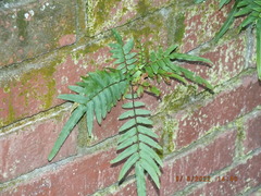 Pteris vittata