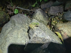 Odorrana tianmuii