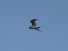 Ichthyaetus melanocephalus