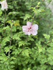 Hibiscus