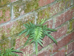 Pteris vittata