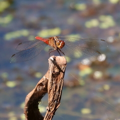Rhodothemis lieftincki
