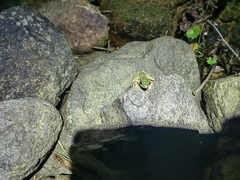 Odorrana tianmuii