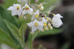 Solanum aligerum